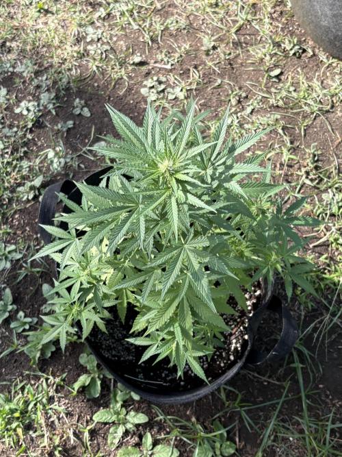 Dutch Treat - 1/7/26. Week 6