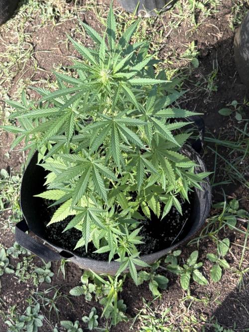 Dutch Treat - 1/7/26. Week 6