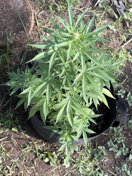 Dutch Treat - 1/7/26. Week 6