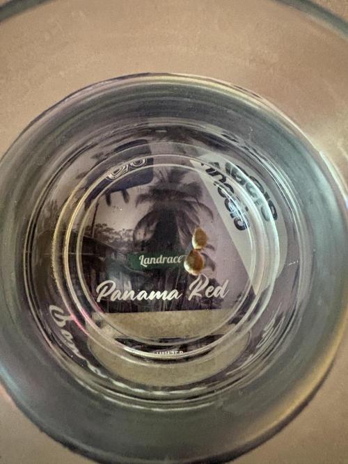 Panama Red - 2/22/26. Week 0