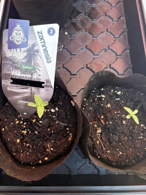 Panama Red - 2/22/26. Week 0