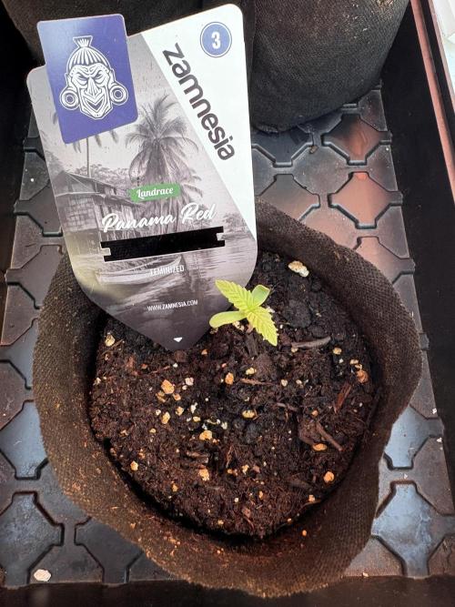 Panama Red - 2/22/26. Week 0