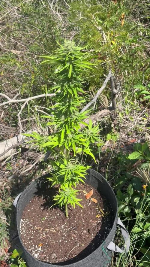 Skunk #1 - 12/1/25