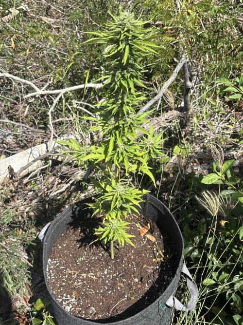 Skunk #1 - 12/1/25. Week 10