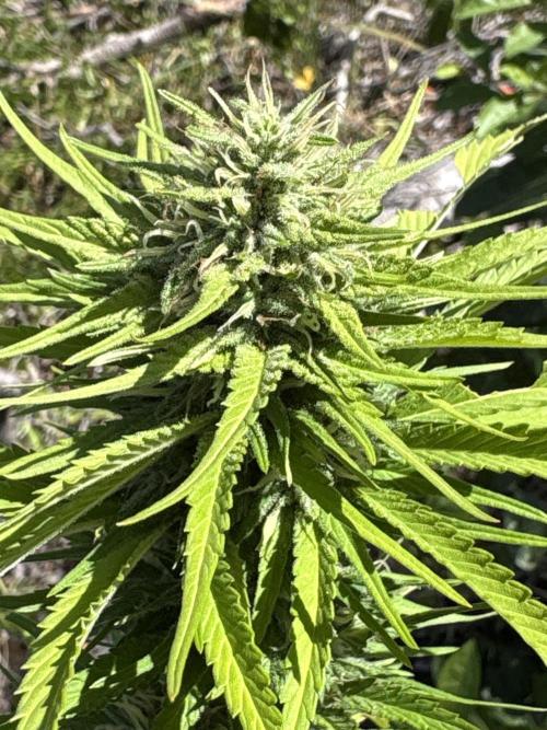 Skunk #1 - 12/1/25. Week 10