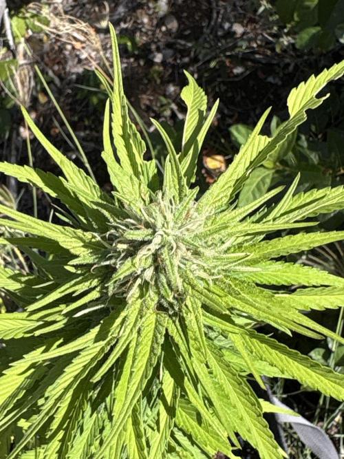 Skunk #1 - 12/1/25. Week 10