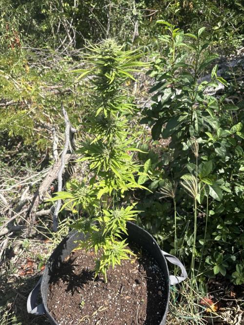 Skunk #1 - 12/1/25. Week 10