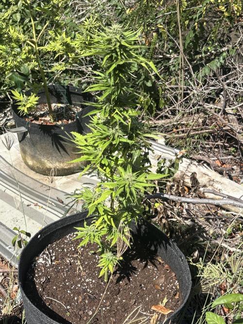 Skunk #1 - 12/1/25. Week 10