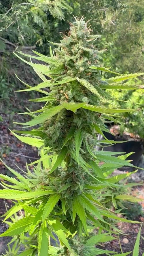 Purple Haze 10/27/25