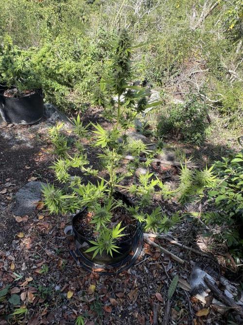 Purple Haze 10/27/25. Week 15