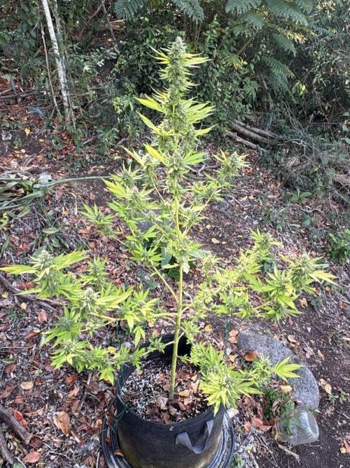 Purple Haze 10/27/25. Week 15
