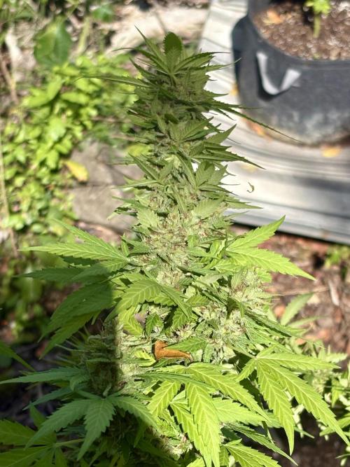 Cherry Pie 8/28/25. Week 23