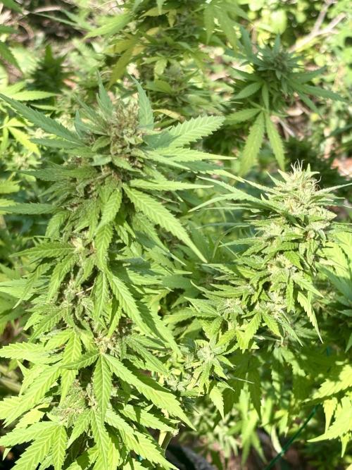 Cherry Pie 8/28/25. Week 23