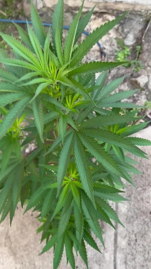 Blue Skunk 12/29/25