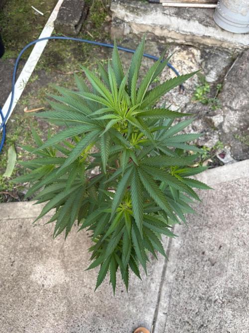 Blue Skunk - 12/29/25. Week 7