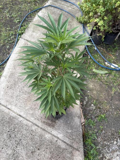 Blue Skunk - 12/29/25. Week 7