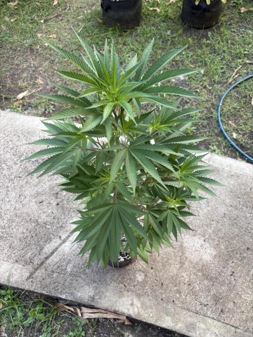 Blue Skunk - 12/29/25. Week 7