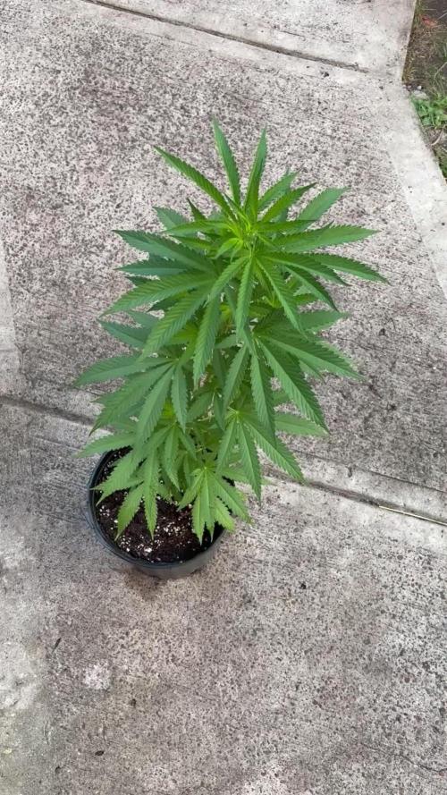 Thai - 1/5/26