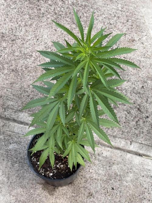 Thai - 1/5/26. Week 6