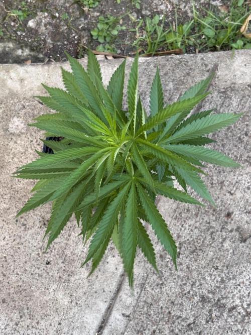 Thai - 1/5/26. Week 6