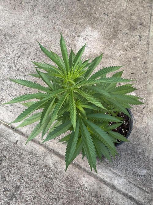 Thai - 1/5/26. Week 6