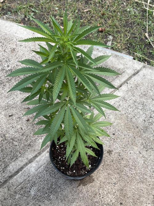 Thai. Week 6