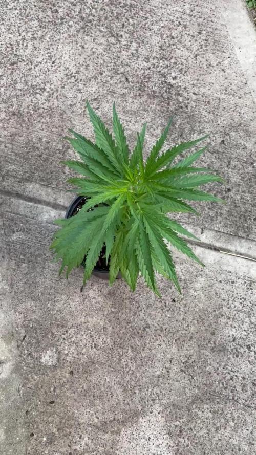 OG Kush - 1/4/26