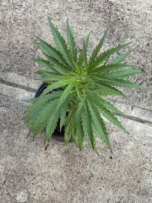 OG Kush - 1/4/26. Week 6