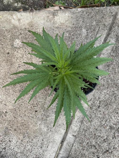 OG Kush - 1/4/26. Week 6
