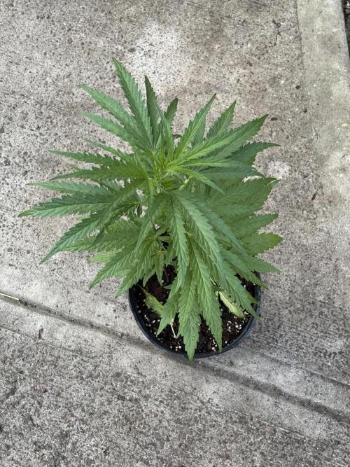 OG Kush - 1/4/26. Week 6