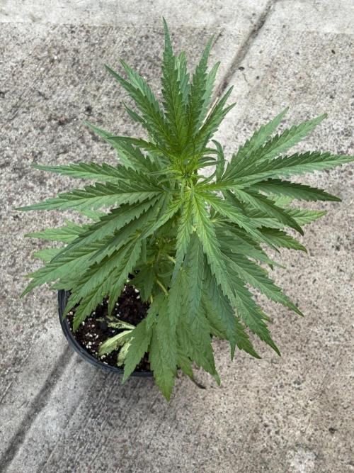 OG Kush - 1/4/26. Week 6