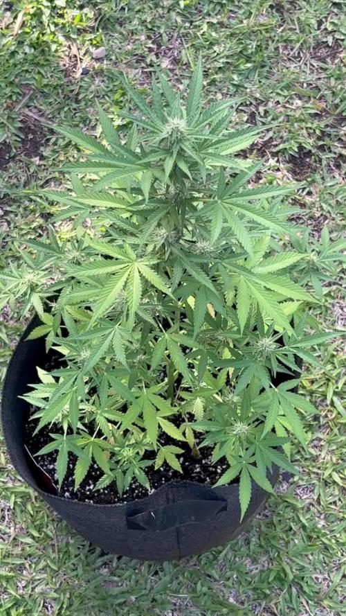 Dutch Treat - 1/7/26