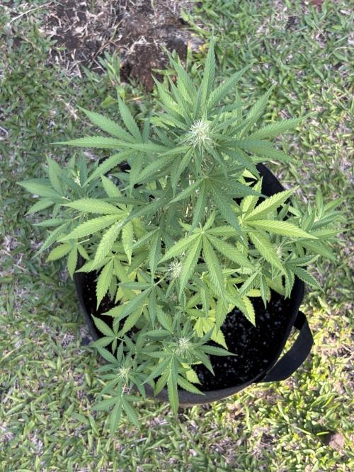 Dutch Treat - 1/7/26. Week 7