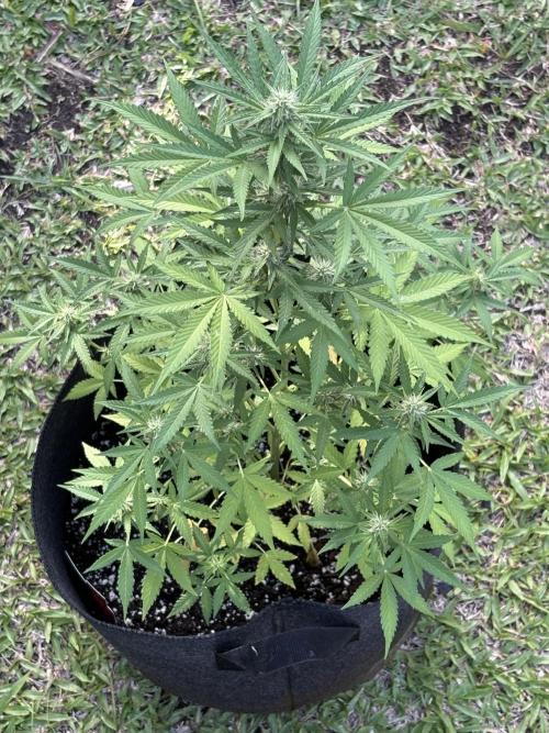 Dutch Treat Automatic. Week 7