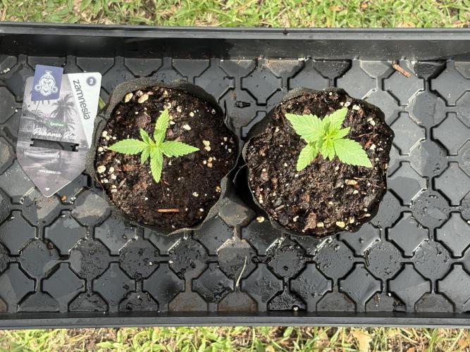 Panama Red - 2/22/26. Week 1