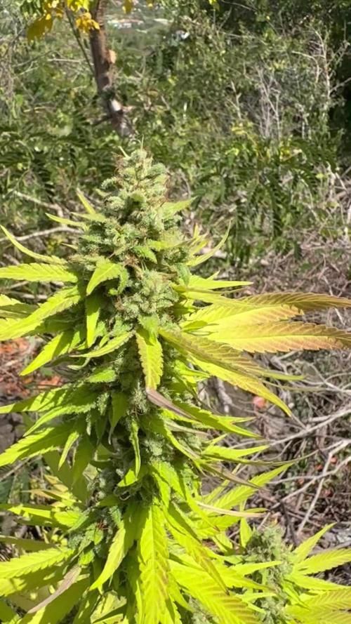 Purple Haze 10/27/25