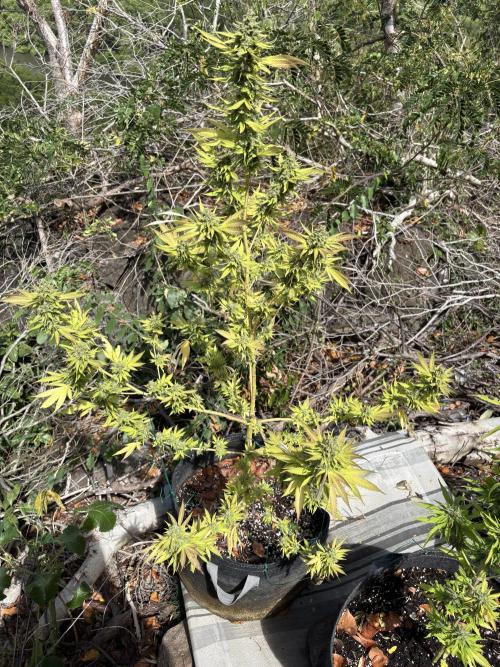 Purple Haze 10/27/25. Week 16