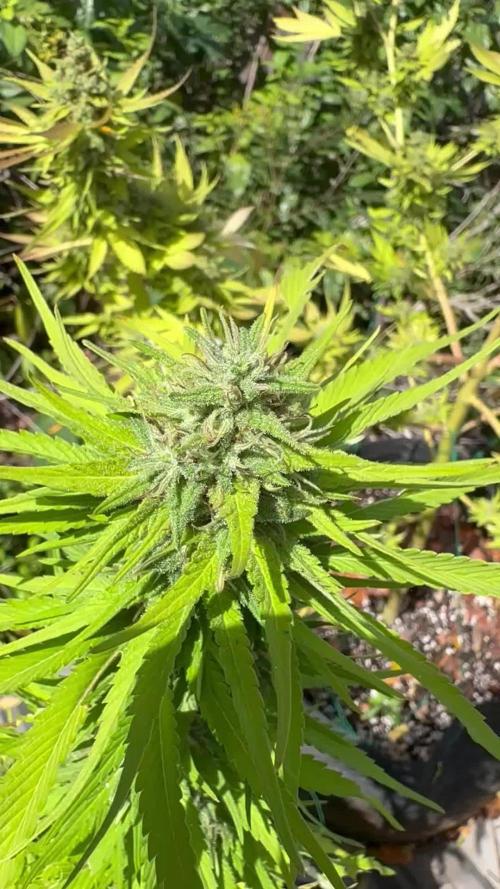 Skunk #1 - 12/1/25