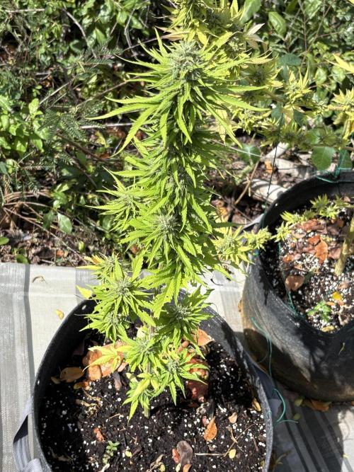 Skunk #1 - 12/1/25. Week 11