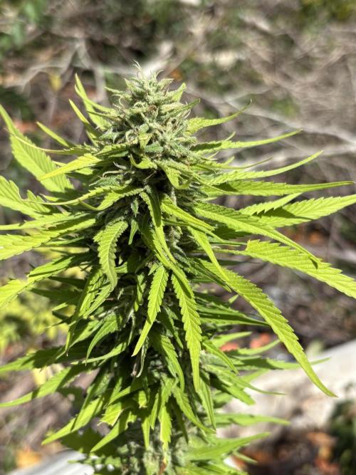 Skunk #1 - 12/1/25. Week 11
