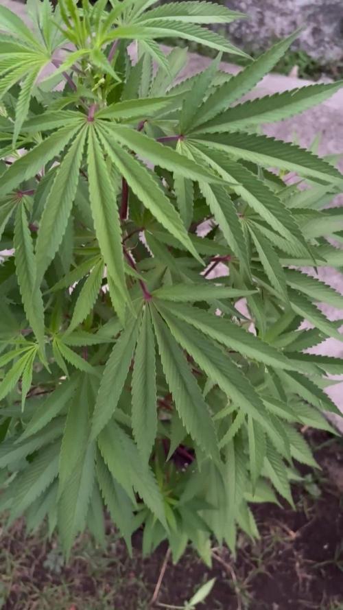 Blue Skunk 12/29/25