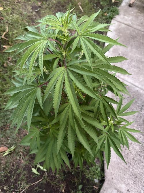 Blue Skunk - 12/29/25. Week 8