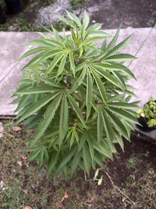 Blue Skunk - 12/29/25. Week 8