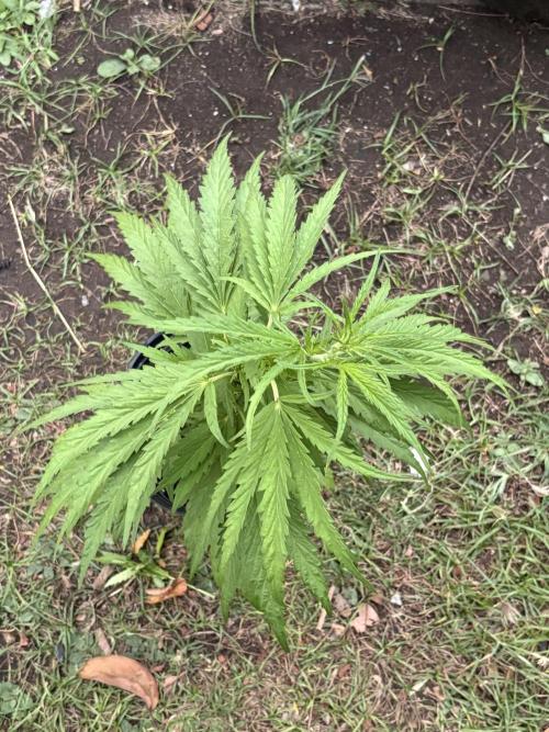 OG Kush - 1/4/26. Week 7