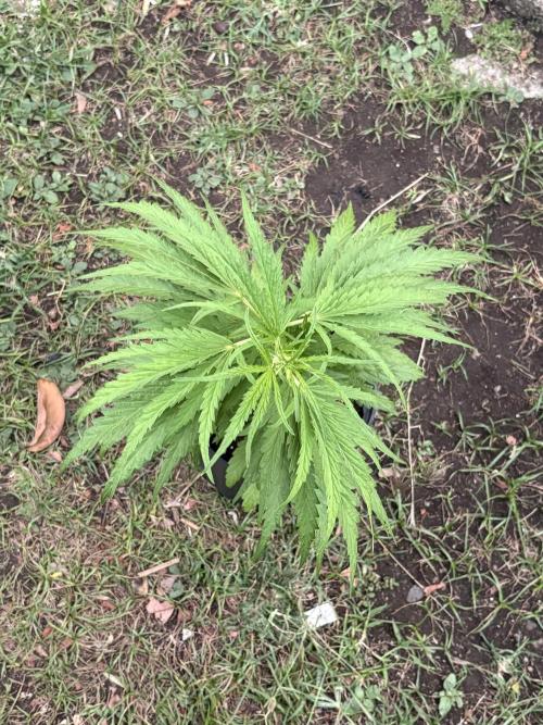 OG Kush - 1/4/26. Week 7