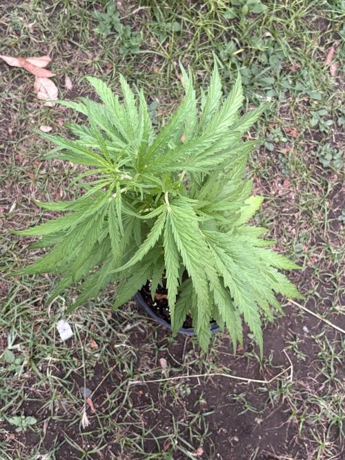 OG Kush - 1/4/26. Week 7