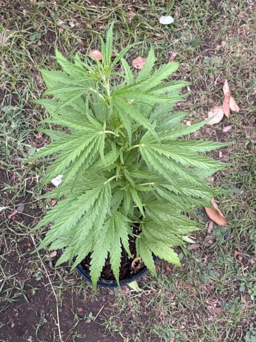 OG Kush - 1/4/26. Week 7
