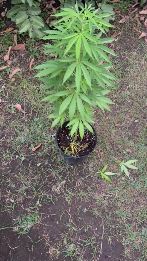 Thai - 1/5/26