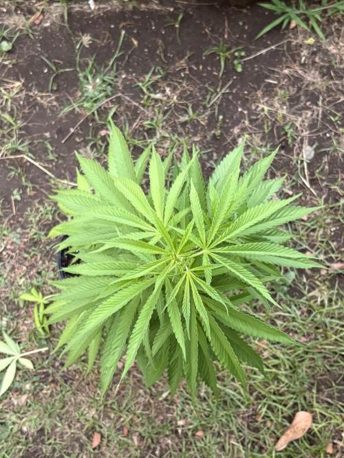 Thai - 1/5/26. Week 7