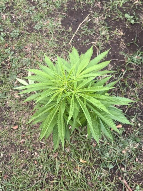 Thai - 1/5/26. Week 7